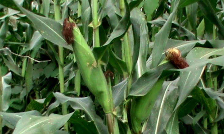 Mudanças climáticas poderão afectar produção de milho em Mecufi