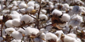 A Provincia poderá deixar de produzir algodão a partir da próxima campanha agrícola