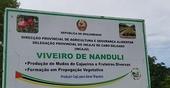 Cabo Delgado prevê produzir mais de 35 mil toneladas de castanha de caju