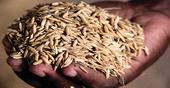Cabo Delgado vai empacotar arroz produzido localmente