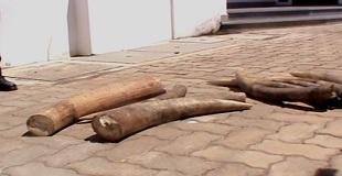 Procuradoria apreende 21 pontas de marfim em Cabo Delgado