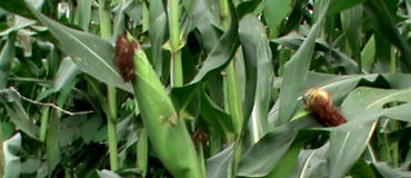 Mudanças climáticas poderão afectar produção de milho em Mecufi