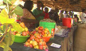 Produtores de Cabo Delgado exportam castanha ilegalmente para Tanzânia